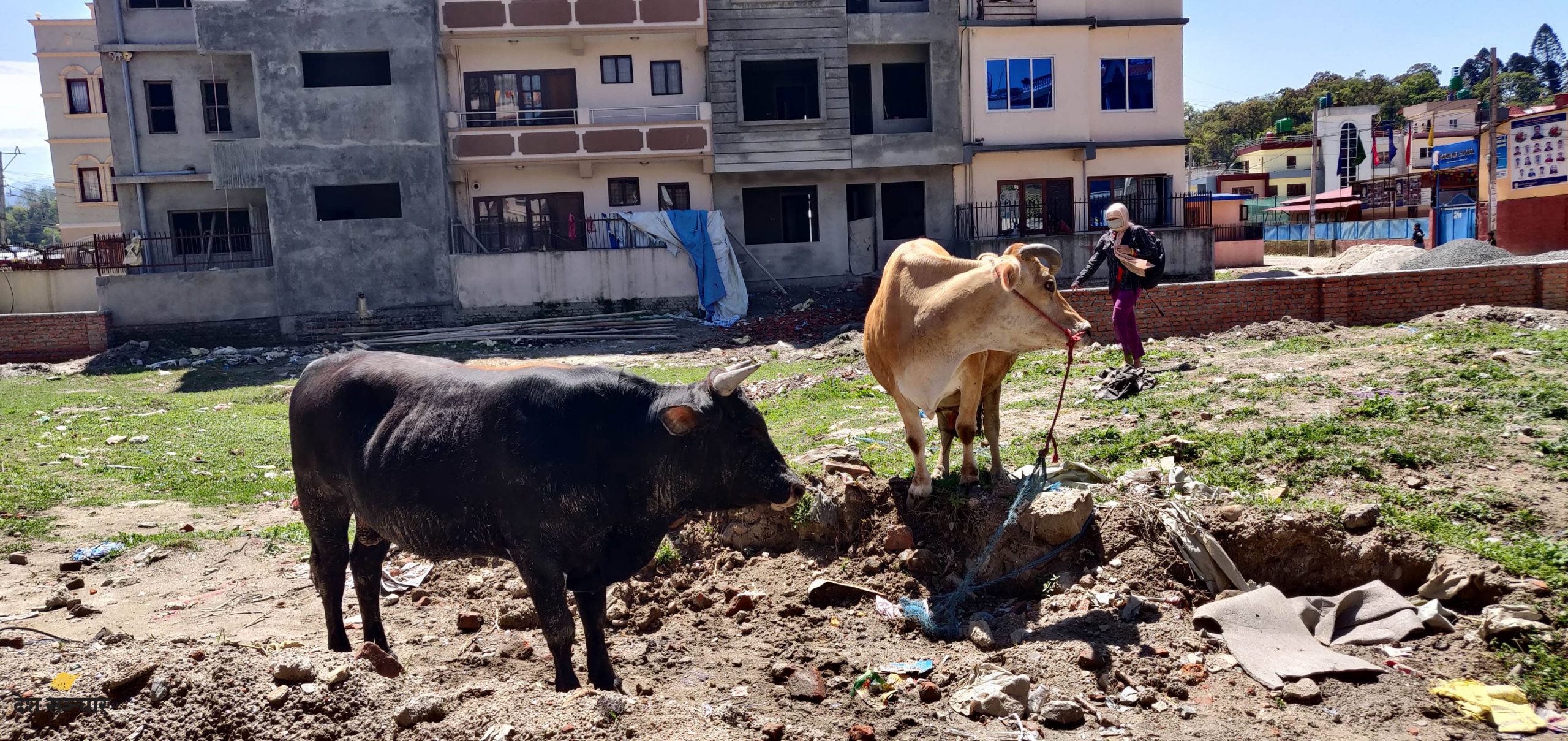 गाईलाई आहारको प्रबन्ध मिलाउन विश्व हिन्दू महासङ्घको माग