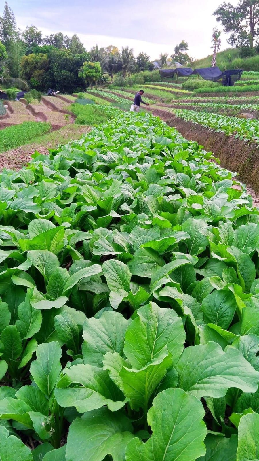 रायोको साग खेती: साना जग्गामा ठुलो आम्दानीको नयाँ बाटो