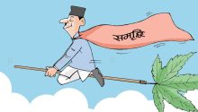 गाँजामाथिको प्रतिबन्ध हटाउने प्रतिवेदन तयार, कस्तो छ गाँजाबाटै समृद्धि भित्र्याउने सरकारी खाका ?